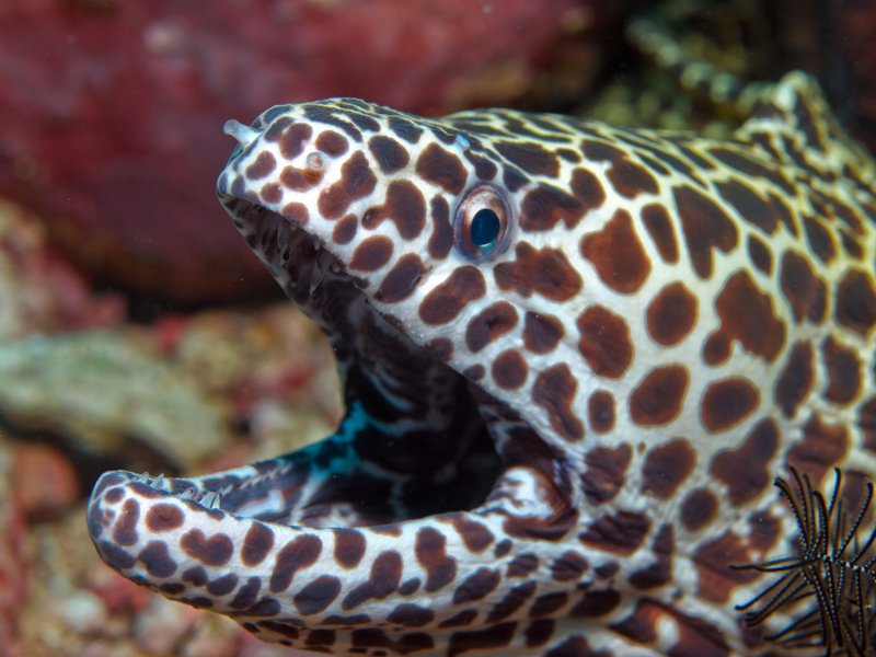 Honeycomb moray eel, Rubiah Sea Garden